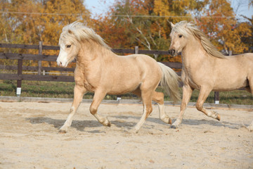 Obraz na płótnie Canvas Two amazing stallions playing together