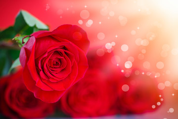 Plakat rose flower