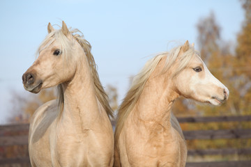 Fototapeta na wymiar Two beautiful welsh stallions together