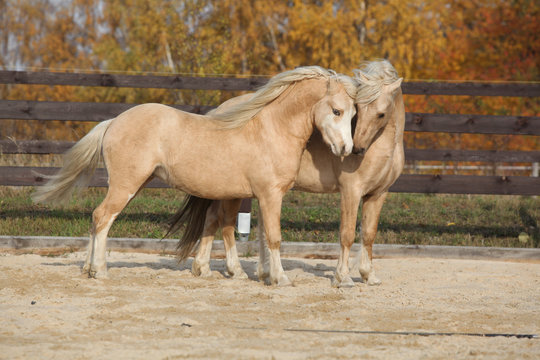 Two gorgeous welsh pony stallions playing together