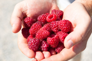 Hands holding red raspberries