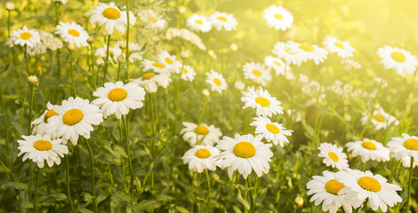 Fototapeta premium Spring and Daisy Flowers