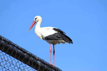 Cigogne Blanche sur un grillage