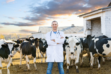 veterinarian at  farm cattle