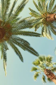 Fototapeta palm tree