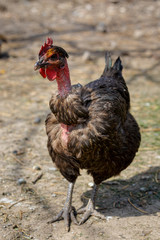 general rooster on farm