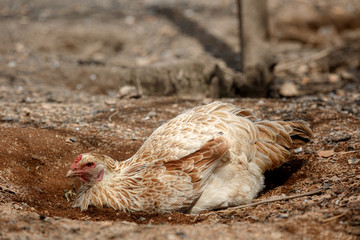 Free range organic chickens, rural Wisconsin