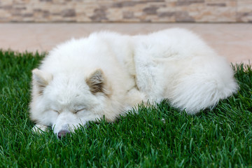 Samoyed breed dog sleeping on grass