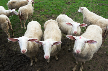 flock of shorn sheep