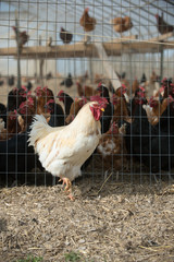 Rooster on outside of cage © Tony Campbell