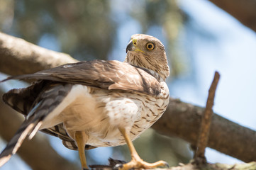Cooper's Hawk