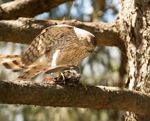 Cooper's Hawk