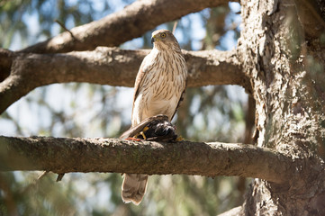 Cooper's Hawk