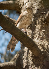 Cooper's Hawk
