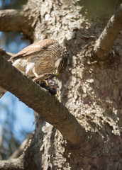 Cooper's Hawk