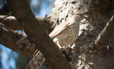 Cooper's Hawk