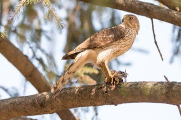 Cooper's Hawk