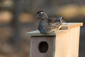 female wood duck in nest box