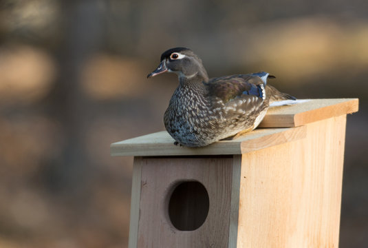 Female Wood Duck In Nest Box