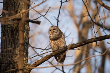 Barred owl in a tree