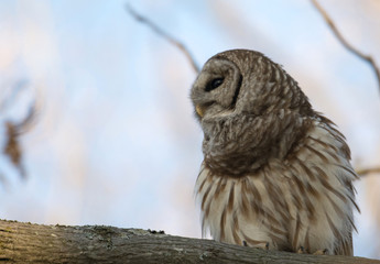 Barred owl in a tree