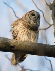 Barred owl in a tree