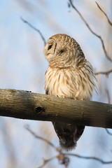 Barred owl in a tree