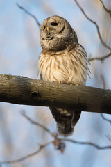Barred owl in a tree