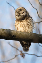 Barred owl in a tree