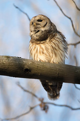 Barred owl in a tree
