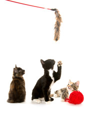 Obraz premium Three kitten on white