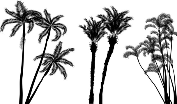 long palm trees silhouettes isolated on white