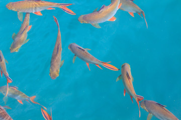 Fish in clear water view from above - Powered by Adobe