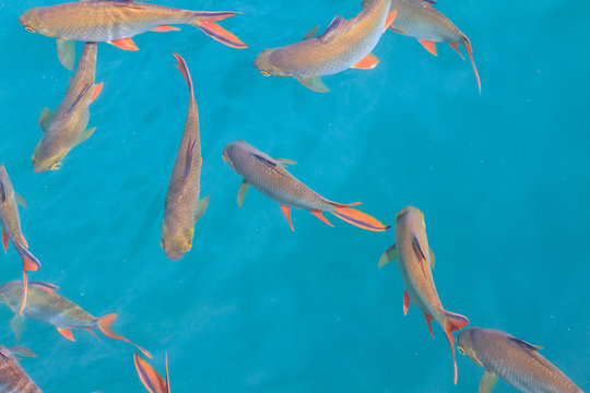 Fish In Clear Water View From Above