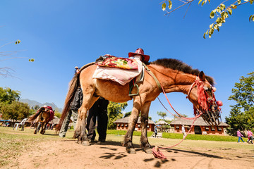 Horse service traveler at countryside of Thailand at Santichon v