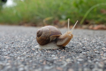 Weinbergschnecke Kopf erhoben