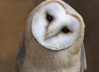 No drill roller blinds Owl Close up portrait of a barn owl (Tyto alba)