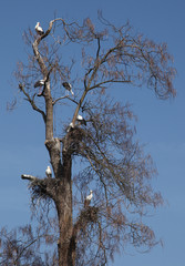 Tree with six storks on it