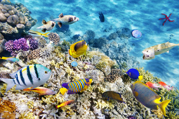 Obraz na płótnie Canvas Underwater world with corals and tropical fish.