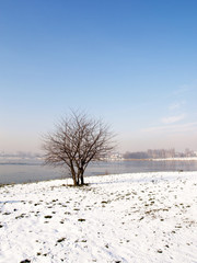 Lone tree in the winter scenery