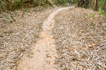 Walkway in the bamboo forest, Filled with fallen dry leaves on t
