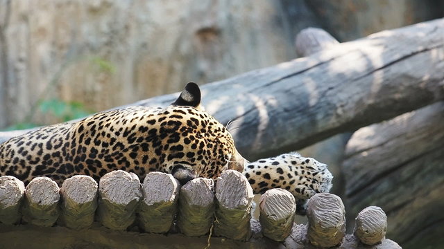 Indochinese Leopard.60 FPS.