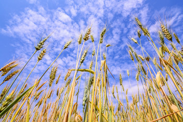 Obraz premium Golden wheat field isolated on blue sky .