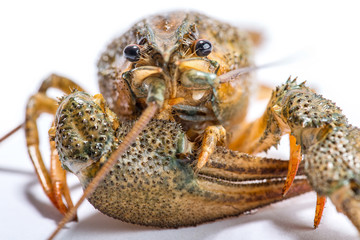 Crayfish on a white background.