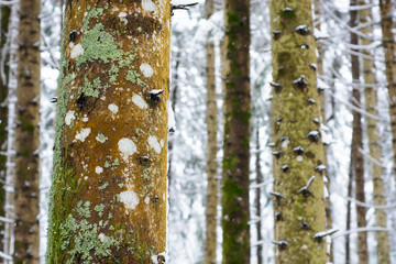 Fototapeta premium Pine trunk with moss and lichens close up