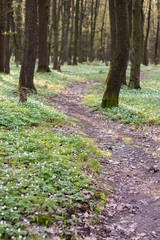 lane path in green spring forest full of white flowers landscape