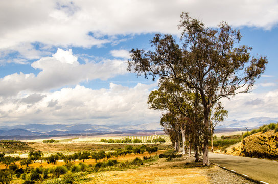 Allee mit Bäumen in der Almahilla in Andalusien