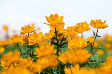 orange globe-flower