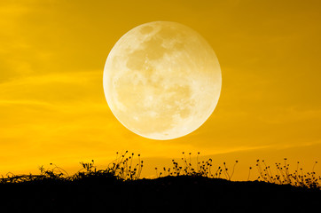 Big moon and grass silhouettes background sun set.