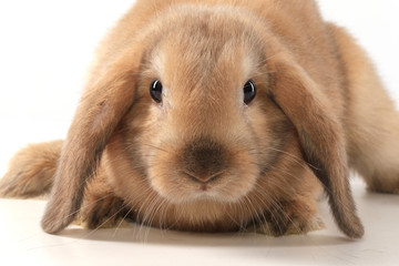 Fototapeta premium bunny rabbit